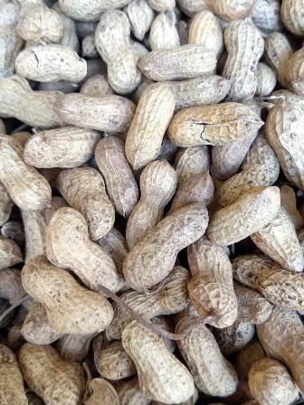 Organic GroundNut Oil